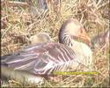 Greylag Goose attending her chicks Greylag Goose attending her chicks