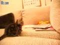 Kitten vs Toy