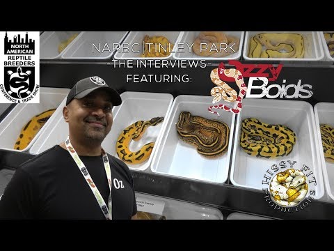 YouTube reptile video