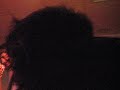 Video screenshot