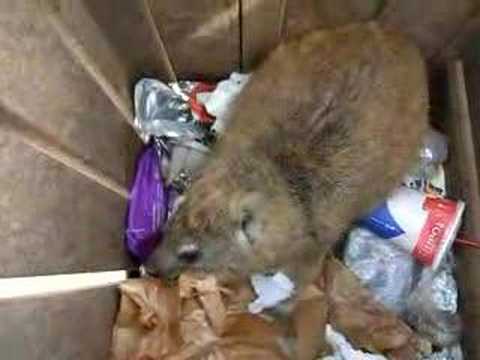 Trash Hyrax!