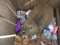 Trash Hyrax!