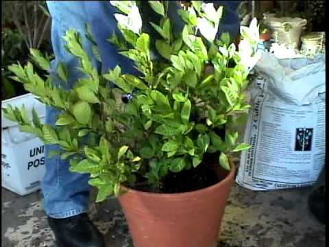 how to transplant an octopus plant