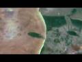 videos de Pulau Sibu Coral Reef - 1