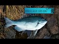 男の磯釣り 伊豆大島で良型メジナ好釣 Surf-fishing 伊豆大島