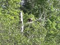 Bald Eagle Soars