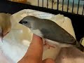 Julieg54 - gouldian juvie blue .avi