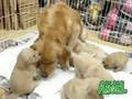 【ペットショップ エンゼル】お薦めの子犬・子猫 0809040-9042-9044-9046