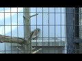 ユキヒョウのジャンプトレーニング ~Snow Leopard Jump~