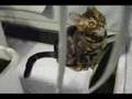 Lounge-Jazz-Bengal-Marble-is-the-CUTEST-attacking-kitty-cat