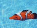 Fish Swimming in Pool