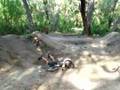 BMX dirt face plant
