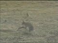 Rabit vs Snake