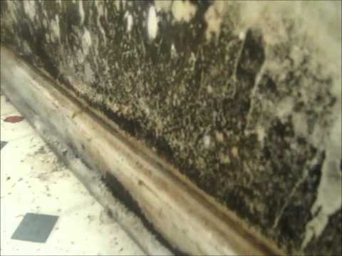 how to prevent mold after a leak