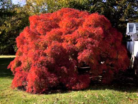 how to fertilize japanese maple