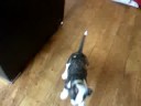 Matzoball Trying To Play While Shes Tired (English Bulldog)