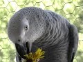 dandelion, mniszek:
bardzo zdrowe zielsko dla papug
