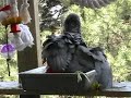 dandelion, mniszek:
bardzo zdrowe zielsko dla papug
