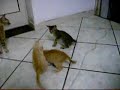 Gattini 1 Gattini 1