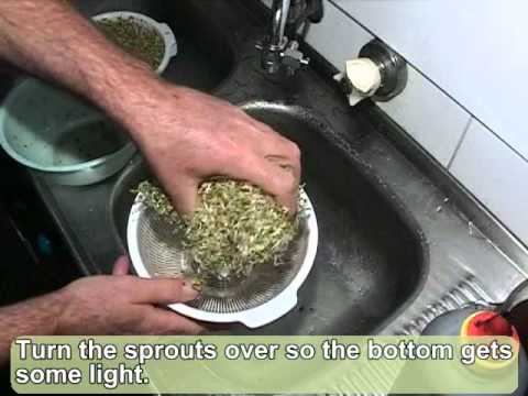 how to grow broccoli sprouts