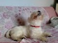 singing struppi