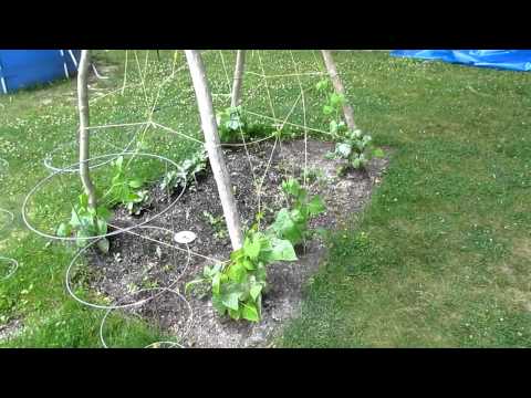how to harvest kentucky wonder beans