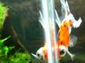 videos de My Goldfish Patrick