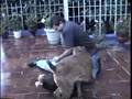 Pelea de azotea