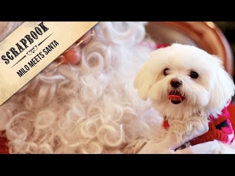 Milo Meets Santa