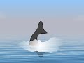 Shark jump
