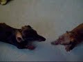 foster doxie Madison playing with Ginger