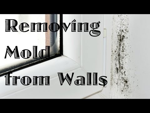 how to remove mold from a walls