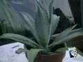 Agave on Beacon Hill, Boston