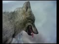 EHYLT lobos cazan jabali.avi