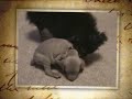 FEMALE WEIMS.wmv