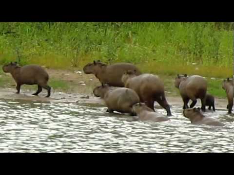 Pantanal - Bando de capivara.