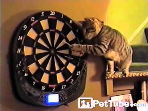 Видео 'Кошка играет в дартс'