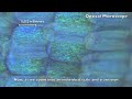 Click here to watch this video Zoom into a Blue Morpho Butterfly