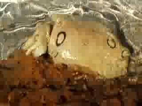 o2 sea slug