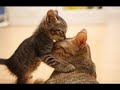 Sjov lille video - Dogs and Cats