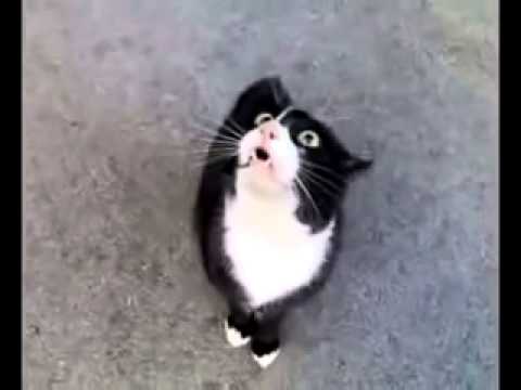 Говорящий кот