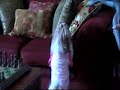 Shih tzu Dog Loves Vacuum Cleaners