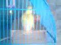 Lutino Peachfaced African Lovebirds...