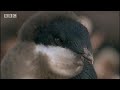 Massive Nature: Antarctic Penguin Babies