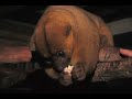 KINKAJOU - RAINFOREST ANIMALS