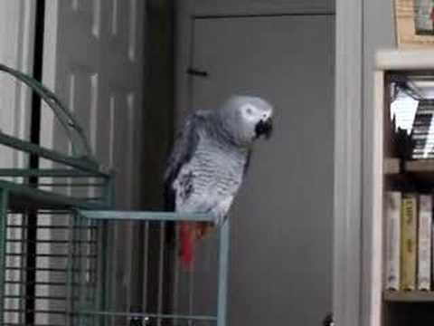 Watch 'Parrot Sneezes and Meows'