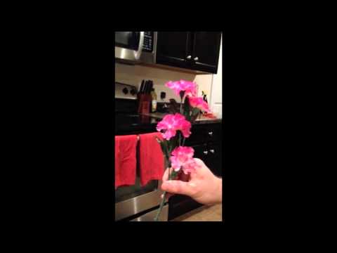 how to dye carnations