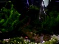 My 6 year old Betta fish!