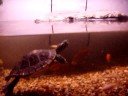 This is my 40 Gallon Turtle Tank