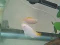 Albino Metriaclima greshakei Fight